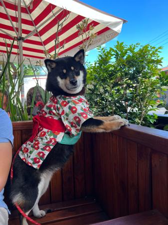 Shiba Inu puppy for sale by HARUKASOU