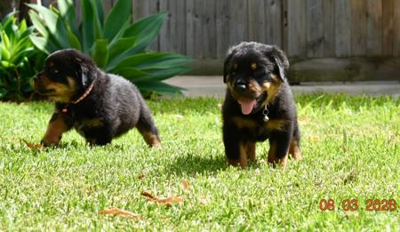 Rottweiler puppy for sale by CALEDIMER