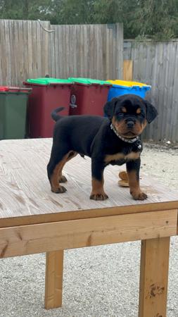Rottweiler puppy for sale by CALEDIMER