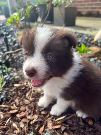 Border Collie Puppies for Sale