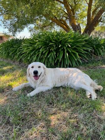Golden Retriever for sale by WAGTAILDOWNS