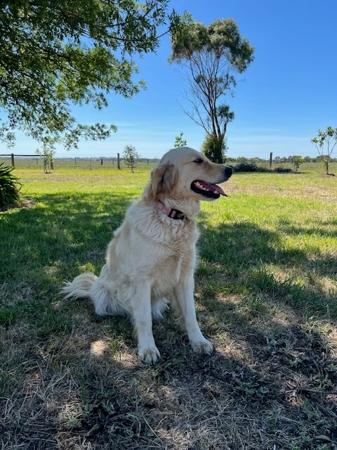 Golden Retriever for sale by WAGTAILDOWNS
