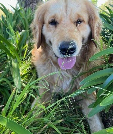 Golden Retriever for sale by WAGTAILDOWNS