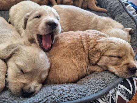 Golden Retriever for sale by WAGTAILDOWNS