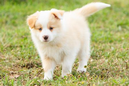 Border Collie for sale by WAGTAILDOWNS