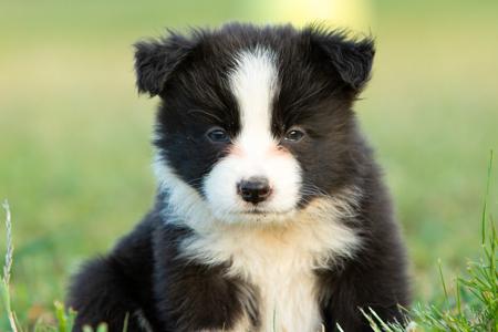 Border Collie for sale by WAGTAILDOWNS