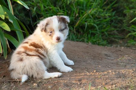 Border Collie for sale by WAGTAILDOWNS