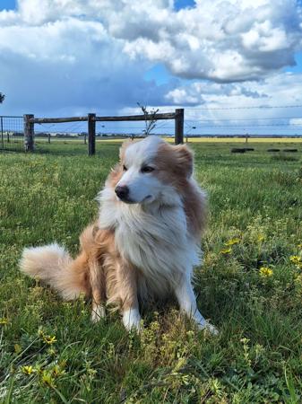 Border Collie for sale by WAGTAILDOWNS