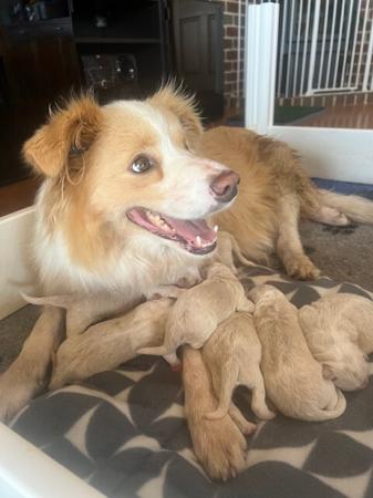 Border Collie for sale by WAGTAILDOWNS
