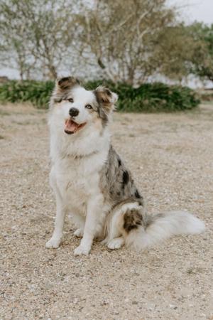 Border Collie puppy for sale by WAGTAILDOWNS