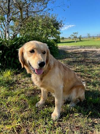 Golden Retriever puppy for sale by WAGTAILDOWNS