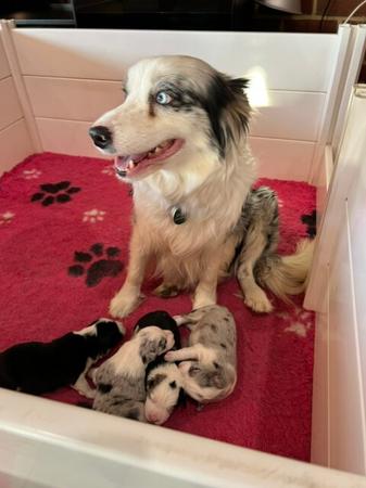 Border Collie puppy for sale by WAGTAILDOWNS