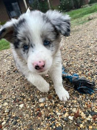 Border Collie puppy for sale by WAGTAILDOWNS
