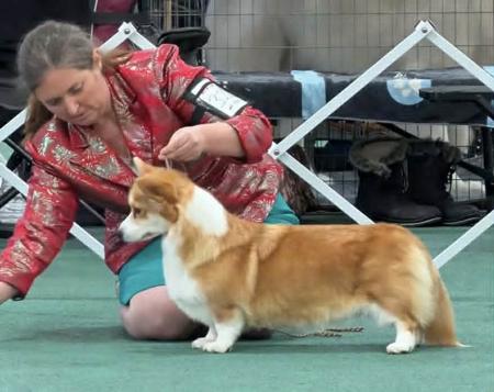 Aust Ch Lakamari Chistye Rosy For Me Welsh Corgi (Pembroke)