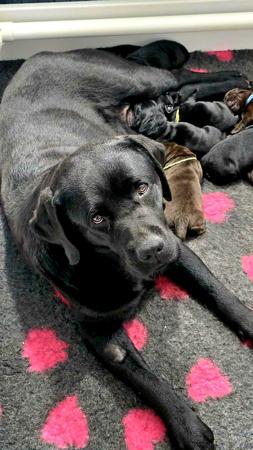 Labrador Retriever puppy for sale by ZINTAHN