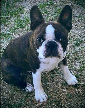 Boston Terrier for sale by LENDERYNBOSTONS