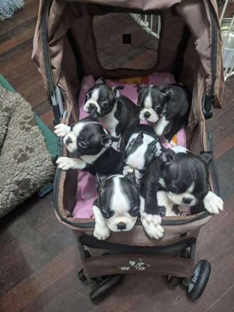 Boston Terrier for sale by LENDERYN