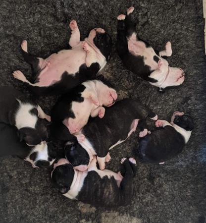 Boston Terrier for sale by LENDERYN