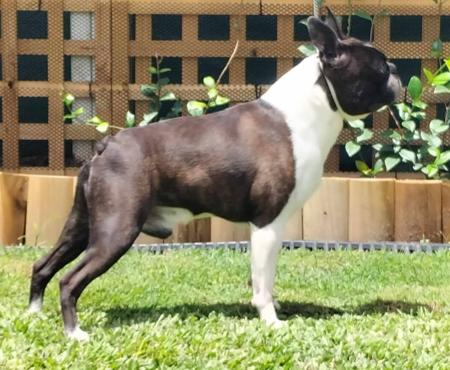 Boston Terrier for sale by LENDERYN