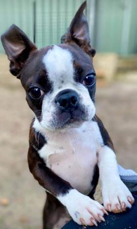 Boston Terrier for sale by LENDERYN
