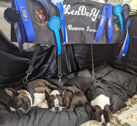 Boston Terrier for sale by LENDERYN