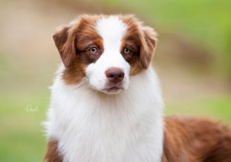 Australian Shepherd for sale by SKYEFALL