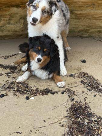 Australian Shepherd for sale by SKYEFALL
