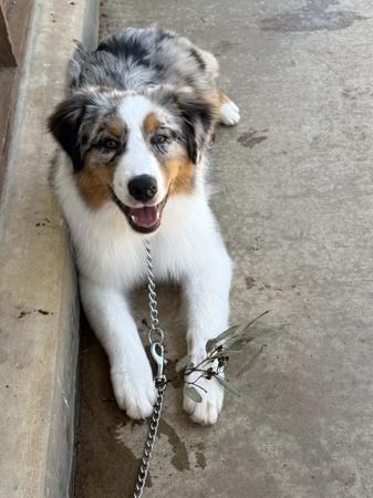 Australian Shepherd for sale by SKYEFALL