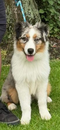 Australian Shepherd for sale by SKYEFALL