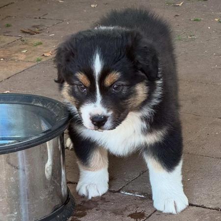 Australian Shepherd for sale by SKYEFALL