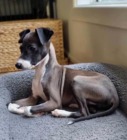 Italian Greyhound puppy for sale by CGREGORY