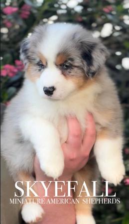 Miniature American Shepherd puppy for sale by CGREGORY
