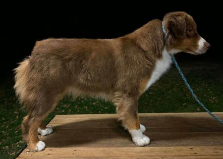 Miniature American Shepherd dog for sale by SKYEFALL