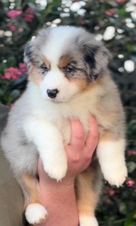 Miniature American Shepherd for sale by CGREGORY