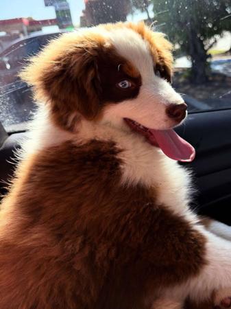 Miniature American Shepherd for sale by SKYEFALL