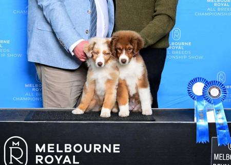 Miniature American Shepherd for sale by SKYEFALL