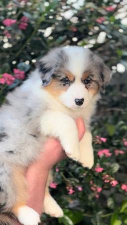 Miniature American Shepherd for sale by SKYEFALL