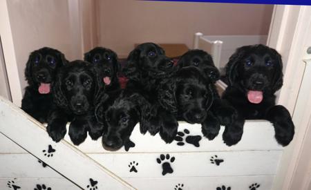 Flat Coated Retriever puppy for sale by INJITALI