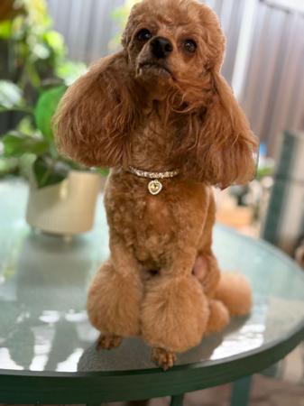 Poodle (Toy) for sale by SHIGRIFF