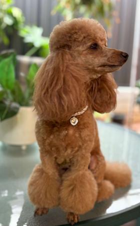 Poodle (Toy) for sale by SHIGRIFF