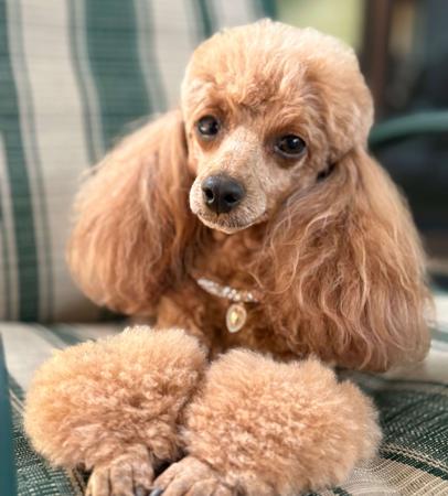 Poodle (Toy) for sale by SHIGRIFF