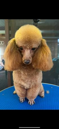 Poodle (Toy) for sale by SHIGRIFF