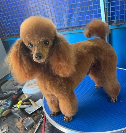 Poodle (Toy) for sale by SHIGRIFF