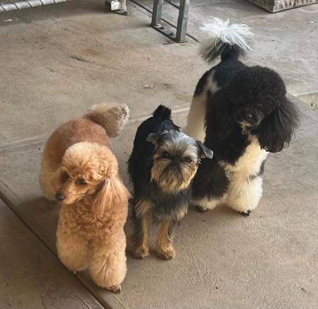 Poodle (Toy) for sale by SHIGRIFF