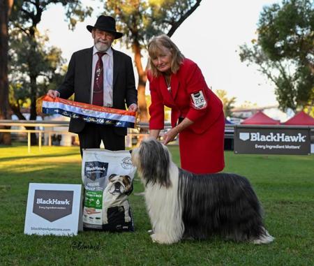 Bearded Collie for sale by FAMEWYNN
