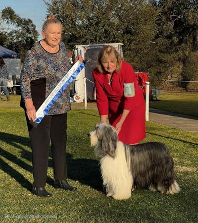 Bearded Collie for sale by FAMEWYNN