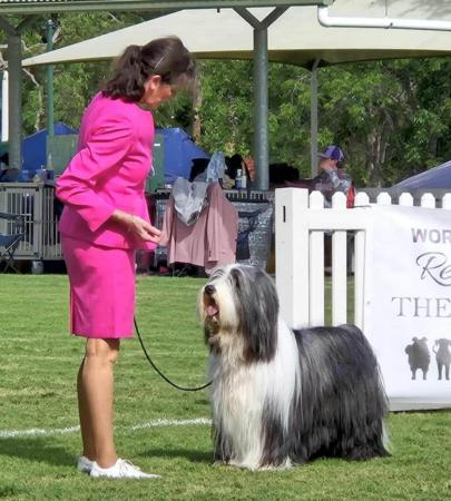 Bearded Collie for sale by FAMEWYNN
