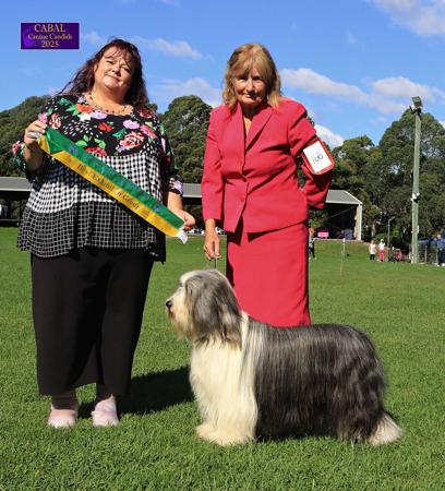 Bearded Collie for sale by FAMEWYNN