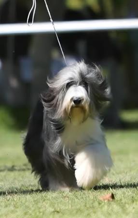 Bearded Collie for sale by FAMEWYNN