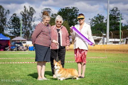Welsh Corgi (Pembroke) for sale by SKILBY